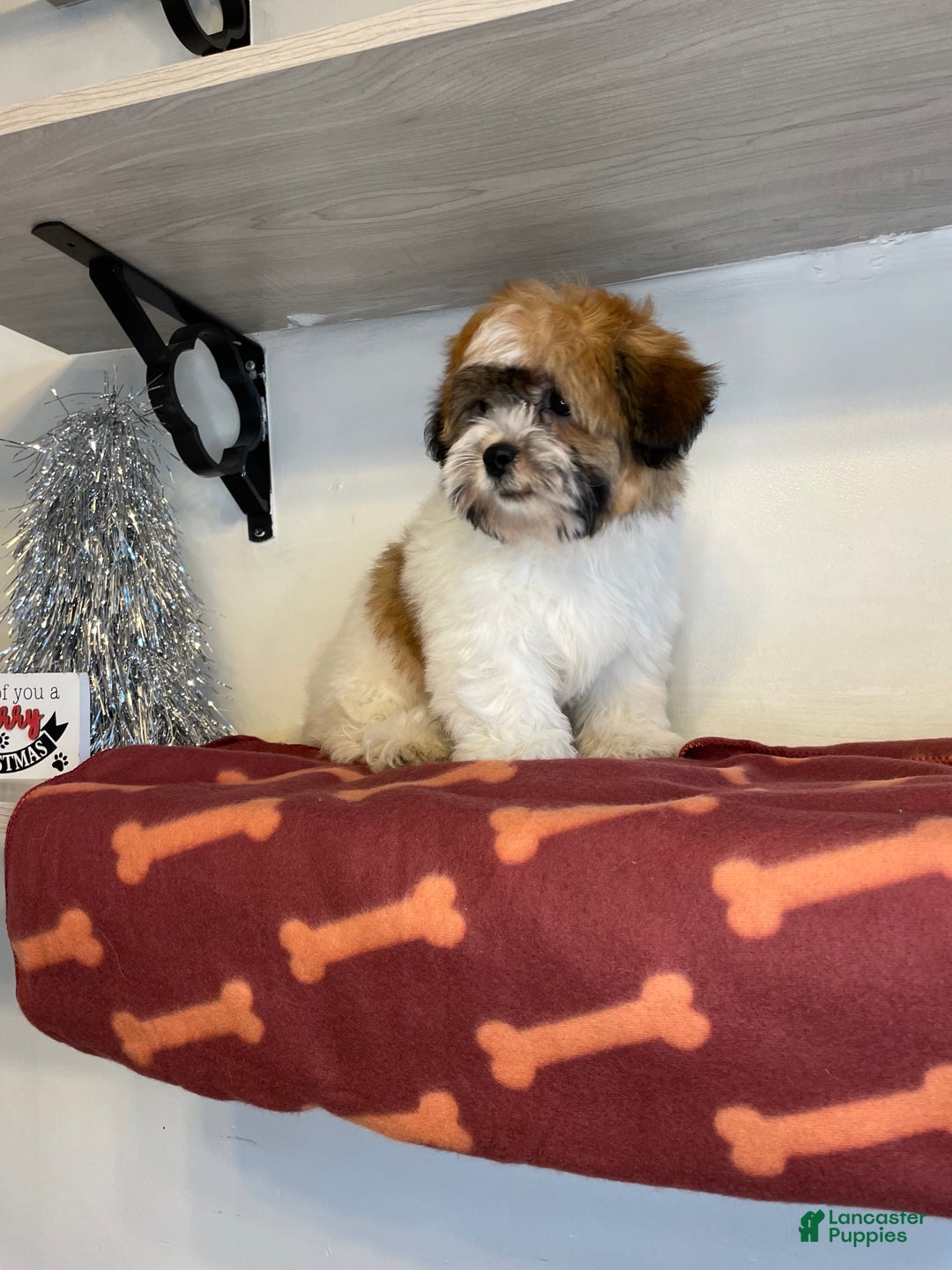 Shihpoo dogs for sale: Cupcake - Ad 5