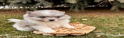 Pomeranian dogs for sale: Elsa - Ad 2