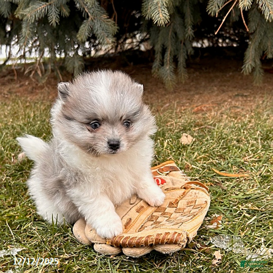 Pomeranian dogs for sale: Elsa - Ad 2