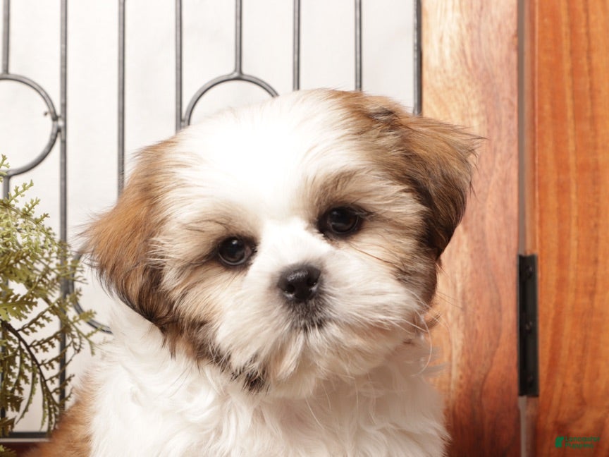 Shih Tzu dogs for sale: Clove - ACA Shih Tzu - Ad 2