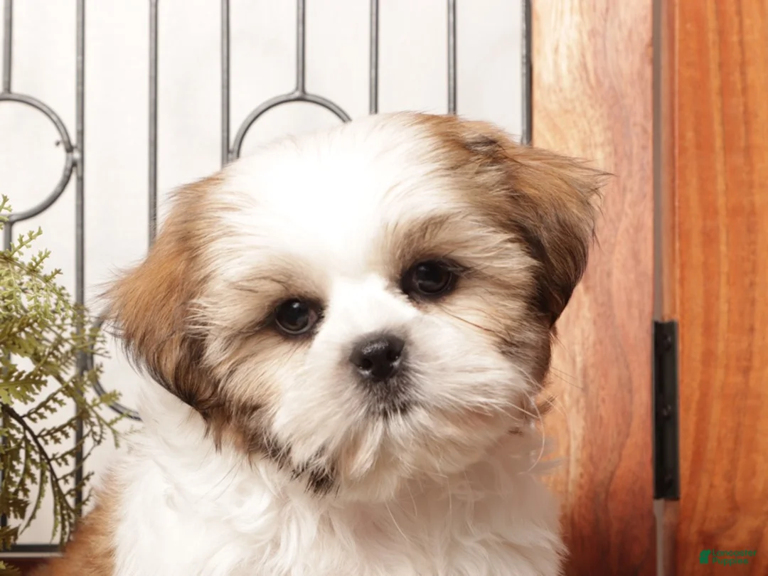 Shih Tzu dogs for sale: Clove - ACA Shih Tzu - Ad 2