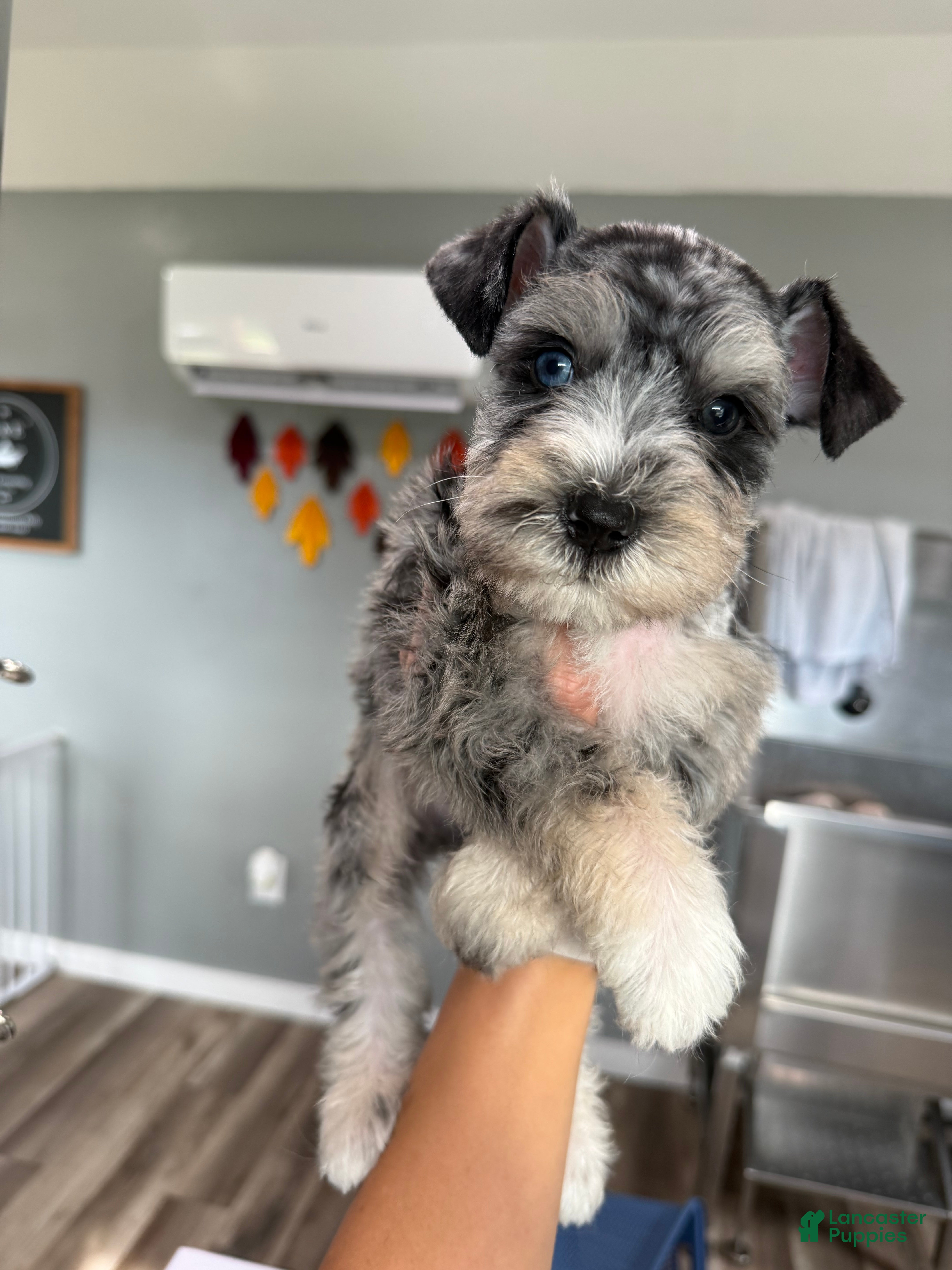 Miniature Schnauzer dogs Blueberry - Ad 18