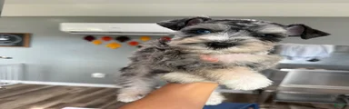 Blueberry