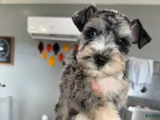 Miniature Schnauzer dogs Blueberry - Ad 13