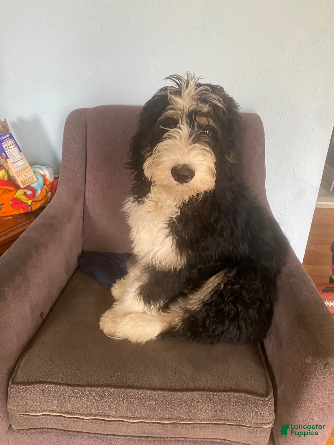 Bernedoodle dogs for sale: Bernedoodle Puppy 1 - Ad 1