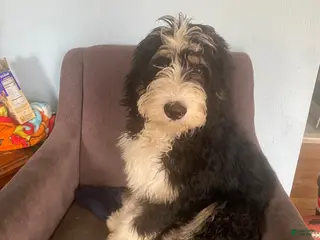 Bernedoodle dogs Bernedoodle Puppy 1 - Ad 13