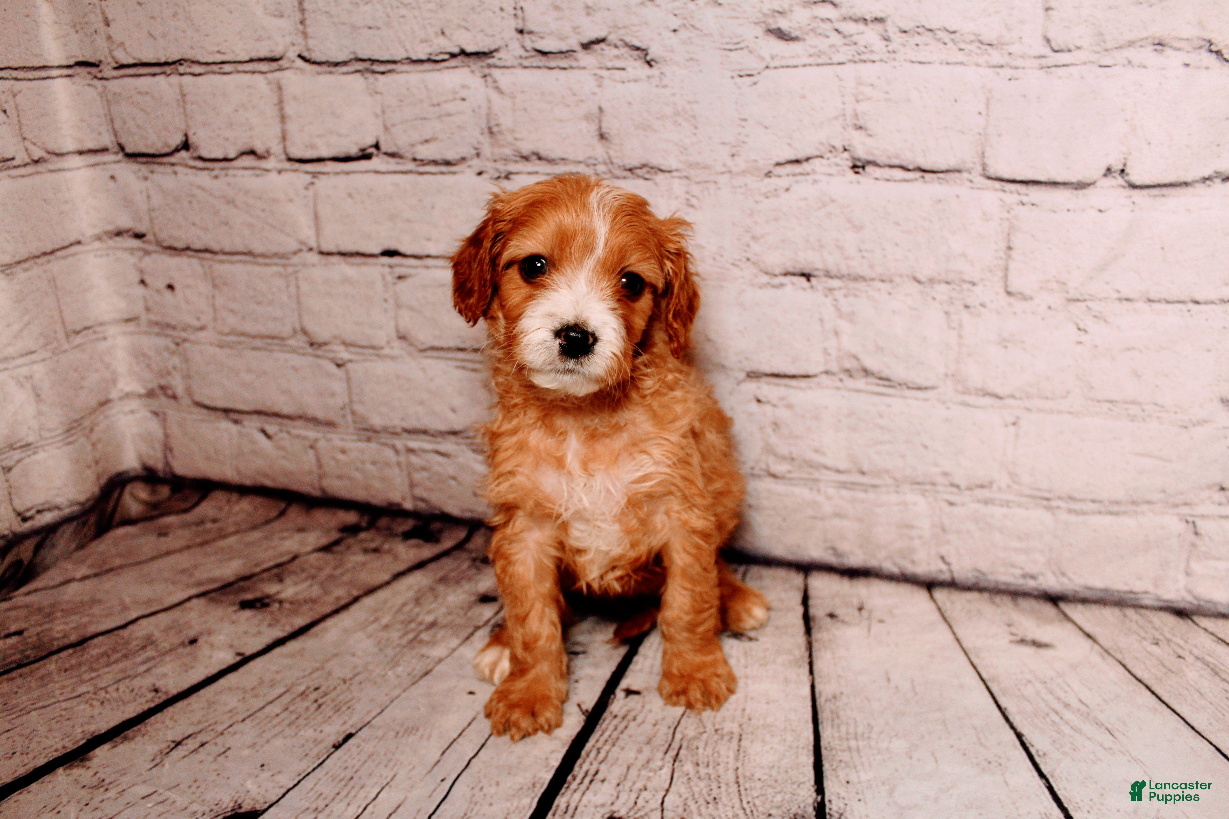 Cavalier King Charles Spaniel dogs Belle - Ad 41