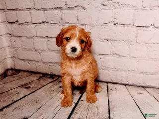 Cavalier King Charles Spaniel dogs Belle - Ad 41