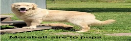 Golden Retriever dogs for sale: Golden Retriever 5 - Ad 6