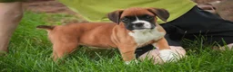 Boxer dogs for sale: Skye - Ad 2
