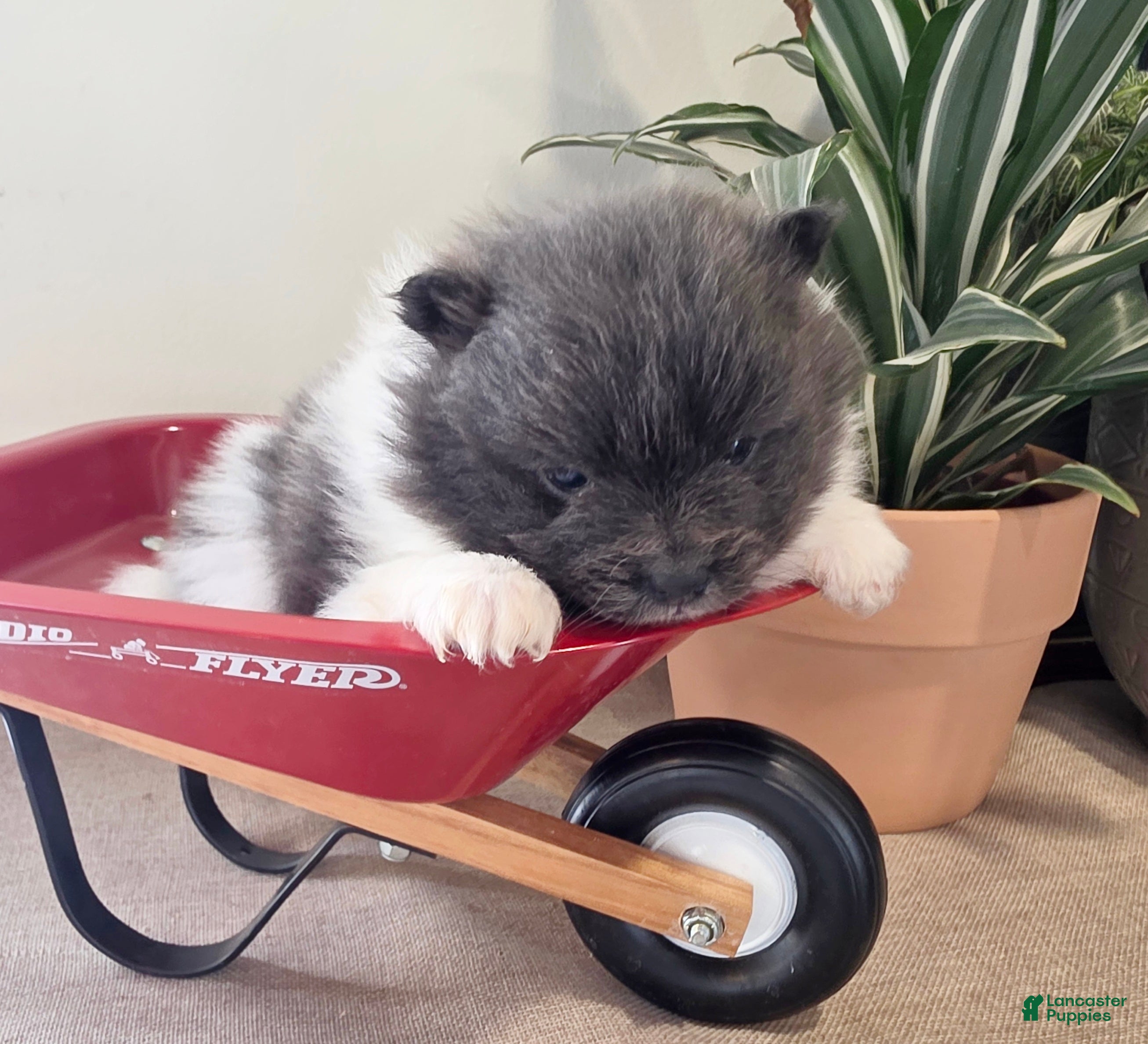 Pomeranian dogs Casey - Ad 1