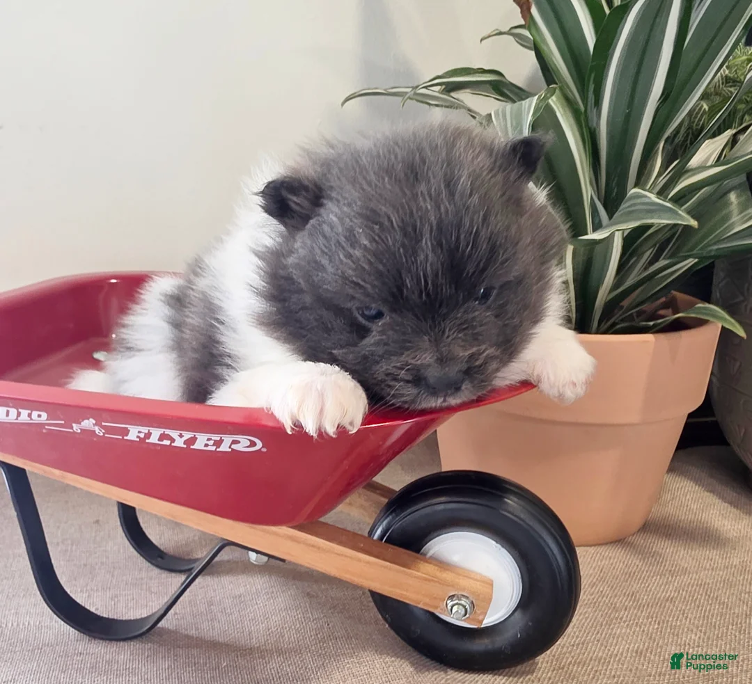 Pomeranian dogs for sale: Casey - Ad 1