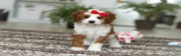 Cavapoo dogs for sale: Princess - Ad 6