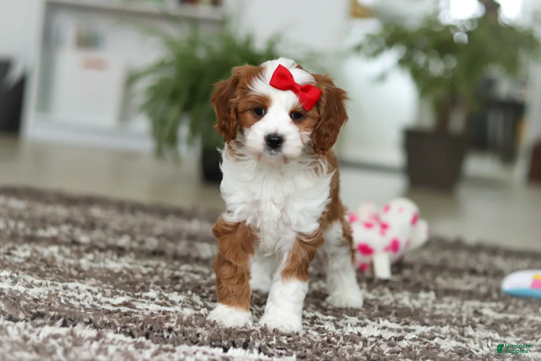 Cavapoo dogs for sale: Princess - Ad 6