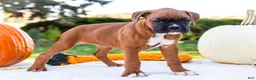 Boxer dogs for sale: Orlando Boxer - Ad 11
