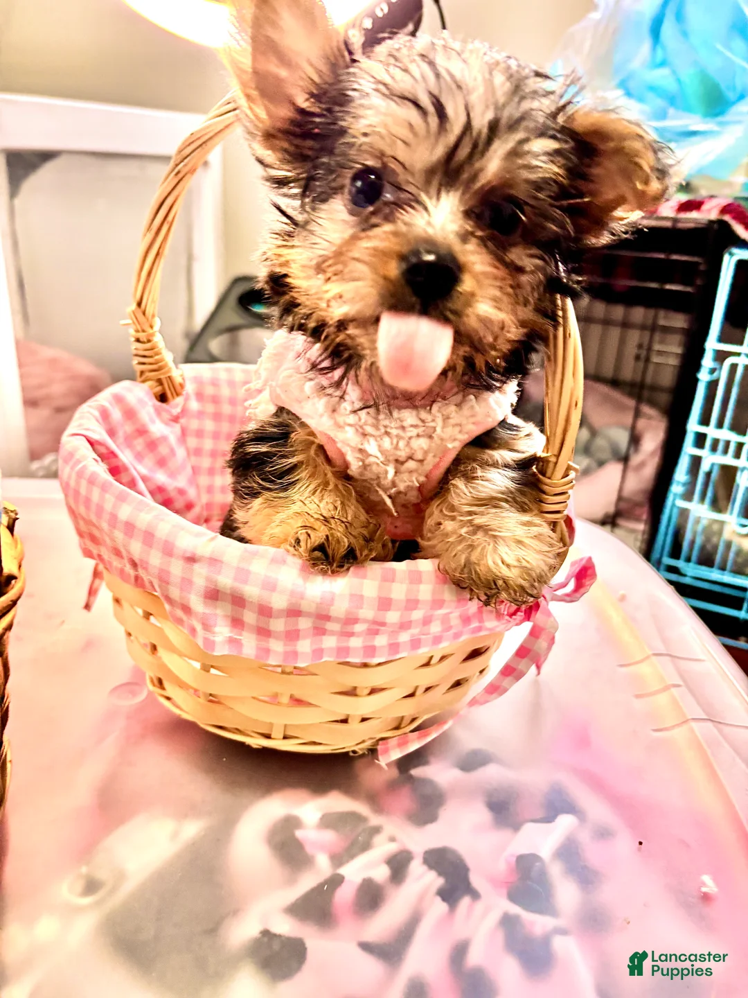 Mixed Breed dogs for sale: Khaotica - Ad 1