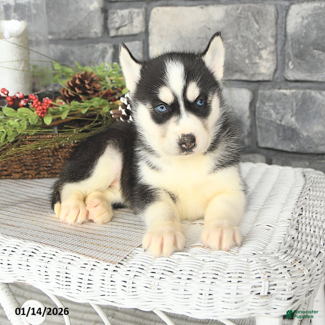 Siberian Husky dogs for sale: Lola - Ad 4