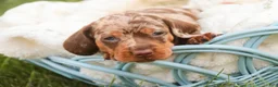Miniature Dachshund dogs for sale: Cassidy Miniature Dachshund  - Ad 6
