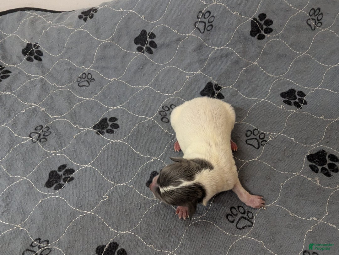 Chihuahua dogs for sale: Ollie - Ad 2