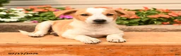 Teddy Roosevelt Terrier dogs for sale: Max - Ad 2