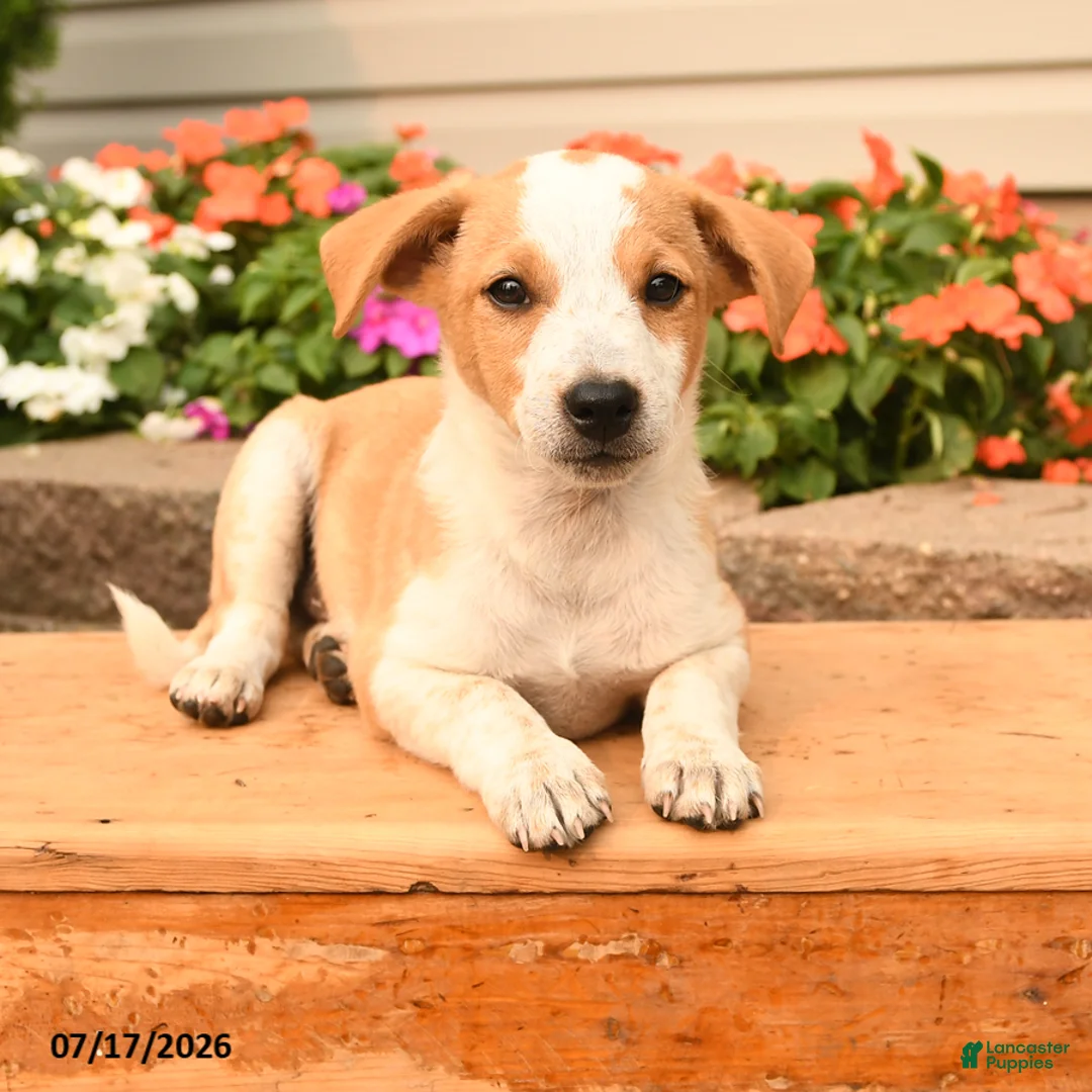 Teddy Roosevelt Terrier dogs for sale: Max - Ad 2