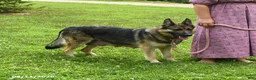 German Shepherd dogs for sale: Tasha - Ad 6