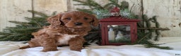 Cavapoo dogs for sale: Asher  - Ad 7