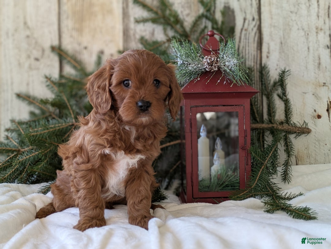 Cavapoo dogs for sale: Asher  - Ad 7