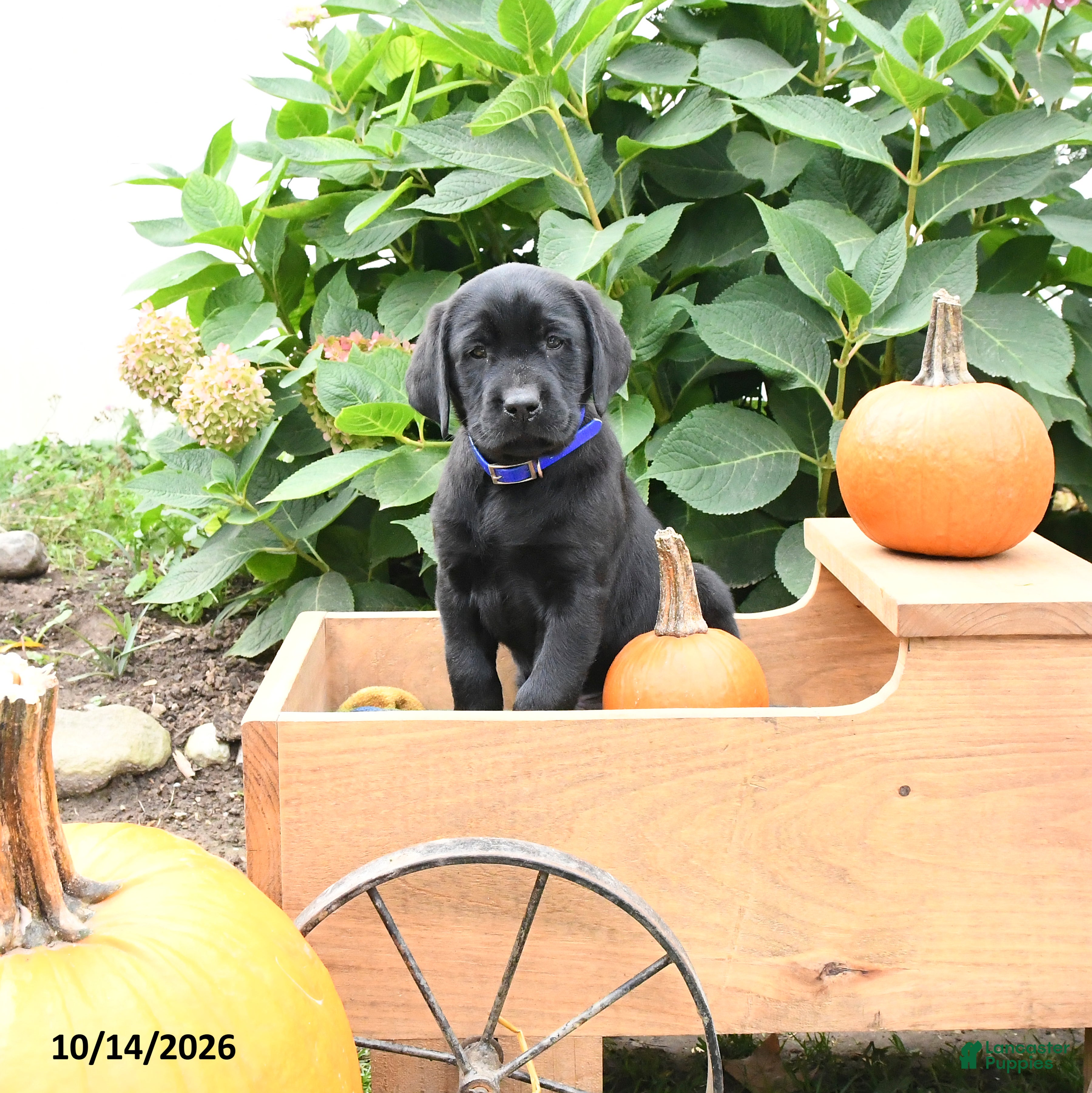Labrador Retriever dogs Tucker - Ad 2