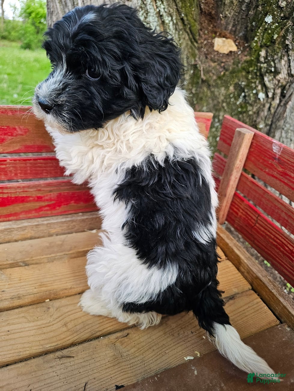Portuguese Water Dog dogs Bella B. 💛 - Ad 2
