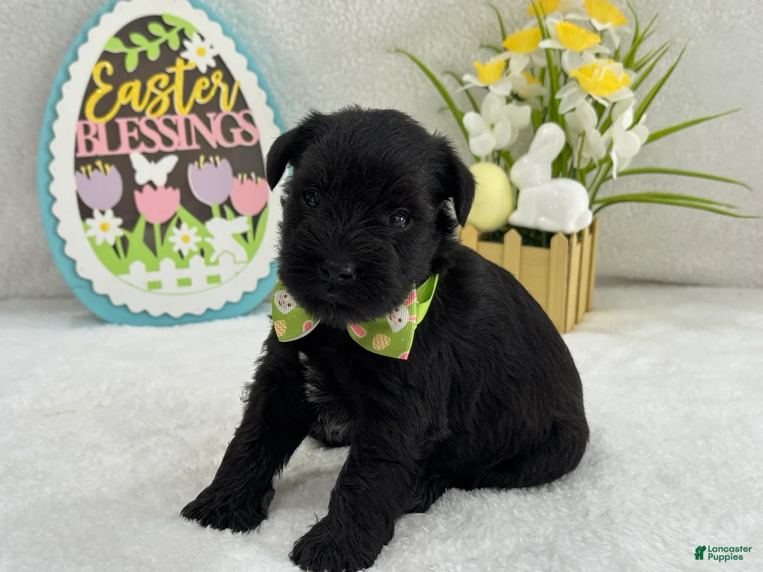 Miniature Schnauzer dogs for sale: Bleu Male 4 - Ad 1