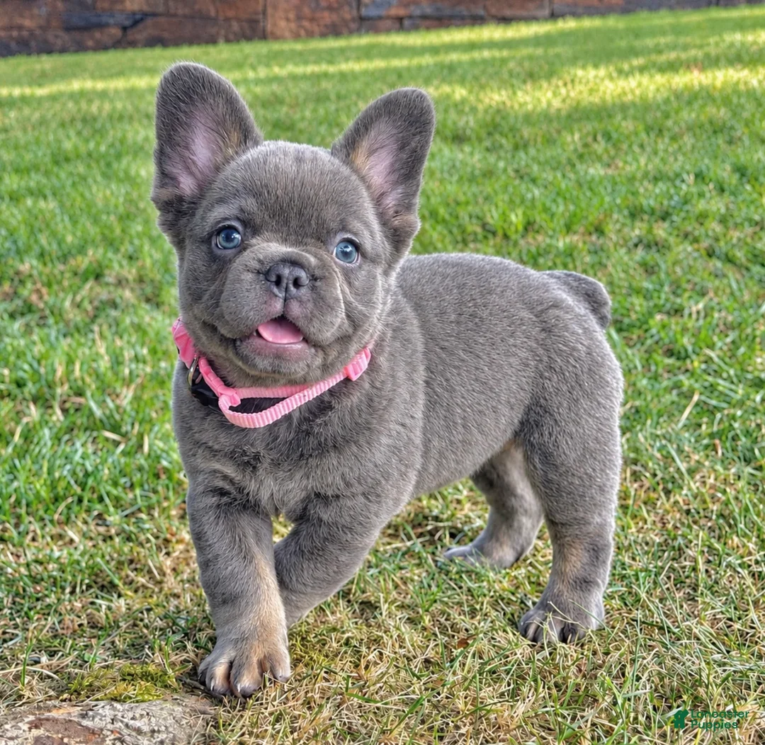 French Bulldog dogs for sale: Chai video ad - Ad 1