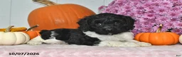 Cockapoo dogs for sale: Rover - Ad 4