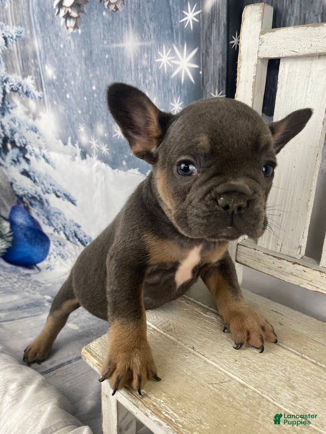 French Bulldog dogs for sale: Bruno - Ad 9