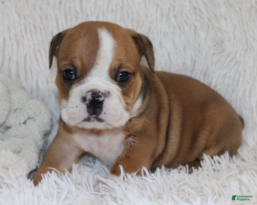 English Bulldog dogs for sale: Paige - Ad 7