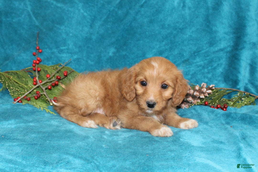 Mini Goldendoodle dogs for sale: Sandy - Ad 4