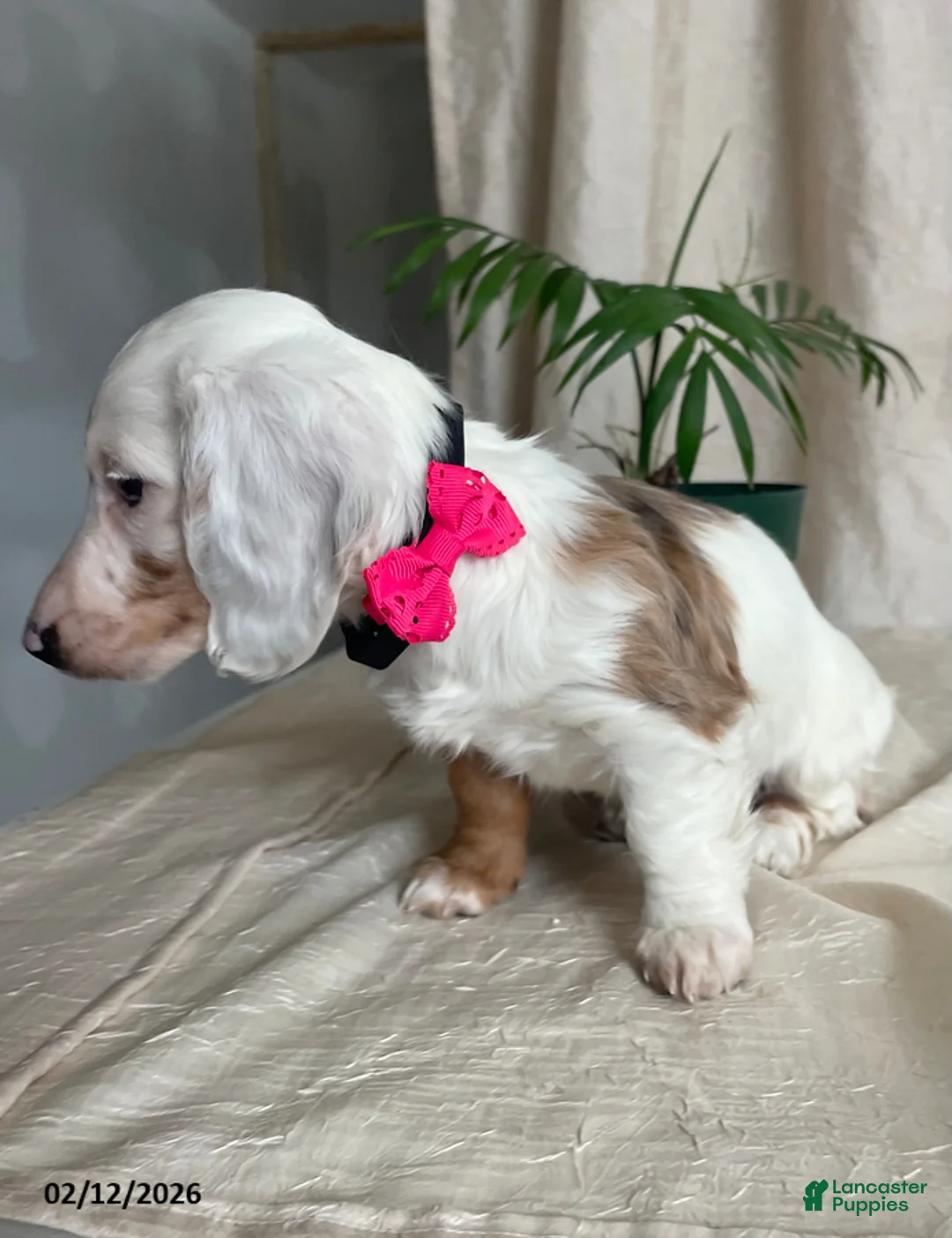 Miniature Dachshund dogs for sale: Lucky Charms - Ad 5
