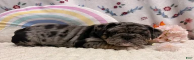 Mira