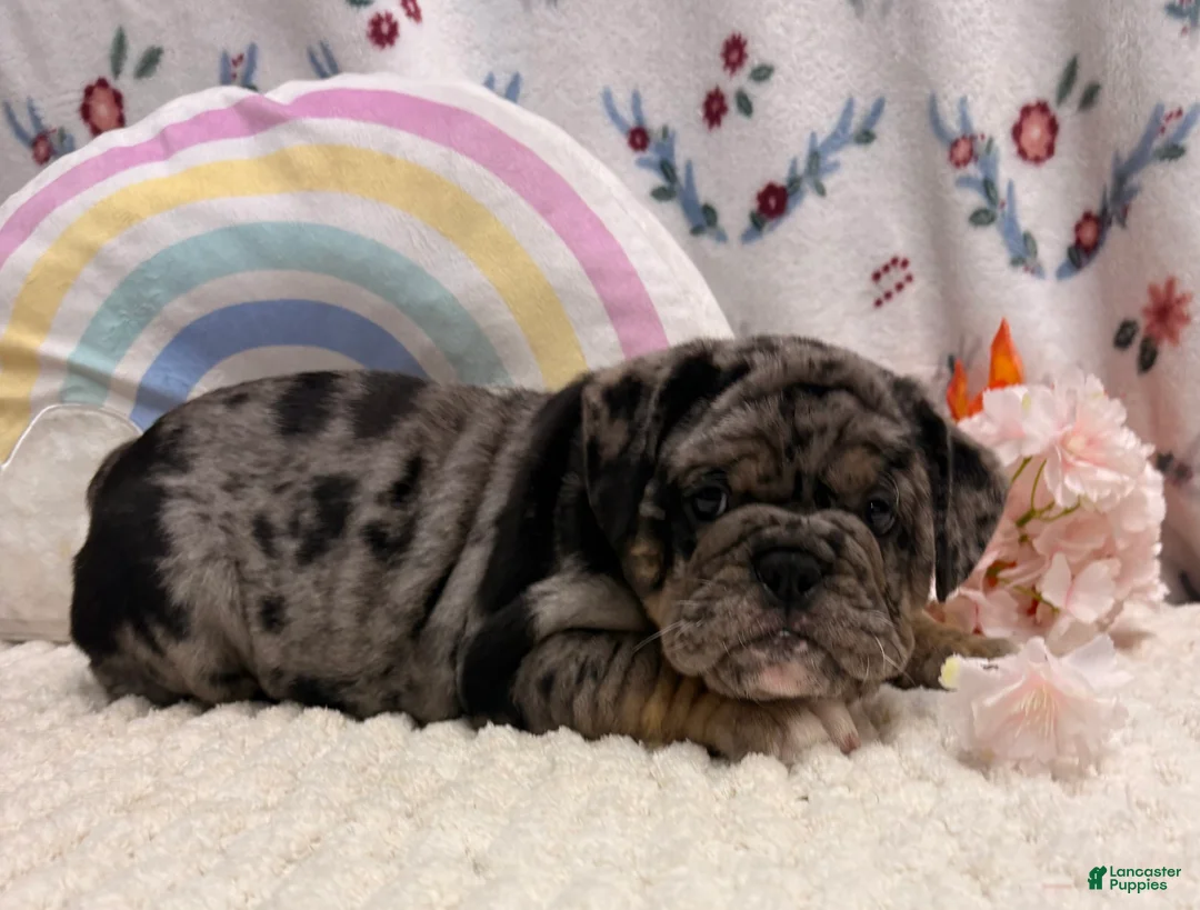 English Bulldog dogs for sale: Mira - Ad 1