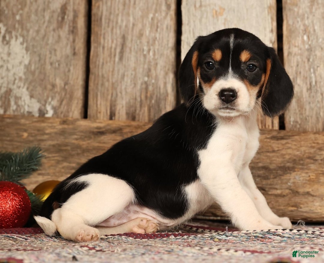 Beagle dogs for sale: Jingle Bells - Ad 3