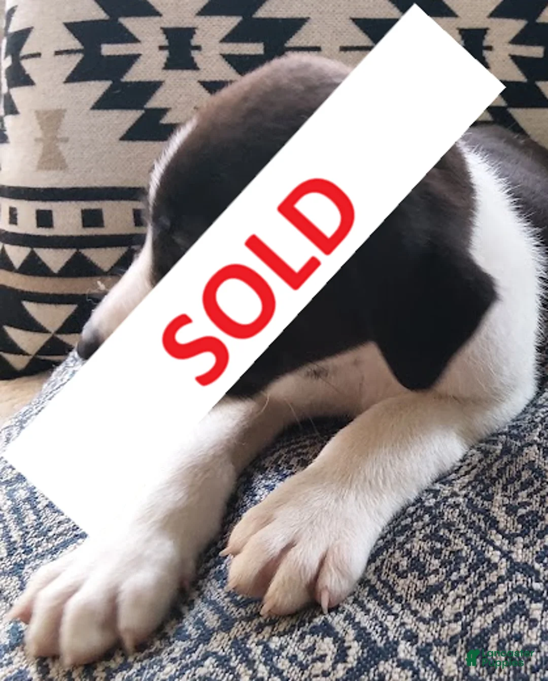 Mixed Breed dogs for sale: Eilidh - Ad 1