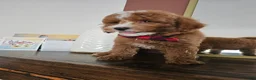 Mini Goldendoodle dogs for sale: Macintosh - Ad 3
