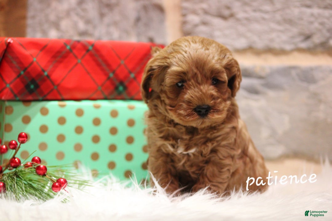 Cavapoo dogs for sale: Paitence - Ad 7