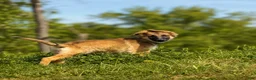 German Shepherd dogs for sale: Nova - Ad 1