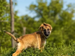 German Shepherd dogs Nova - Ad 42