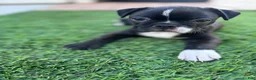 Boston Terrier dogs for sale: Boston Terrier 4 - Ad 6