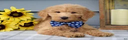 Goldendoodle dogs for sale: Felix - Ad 6