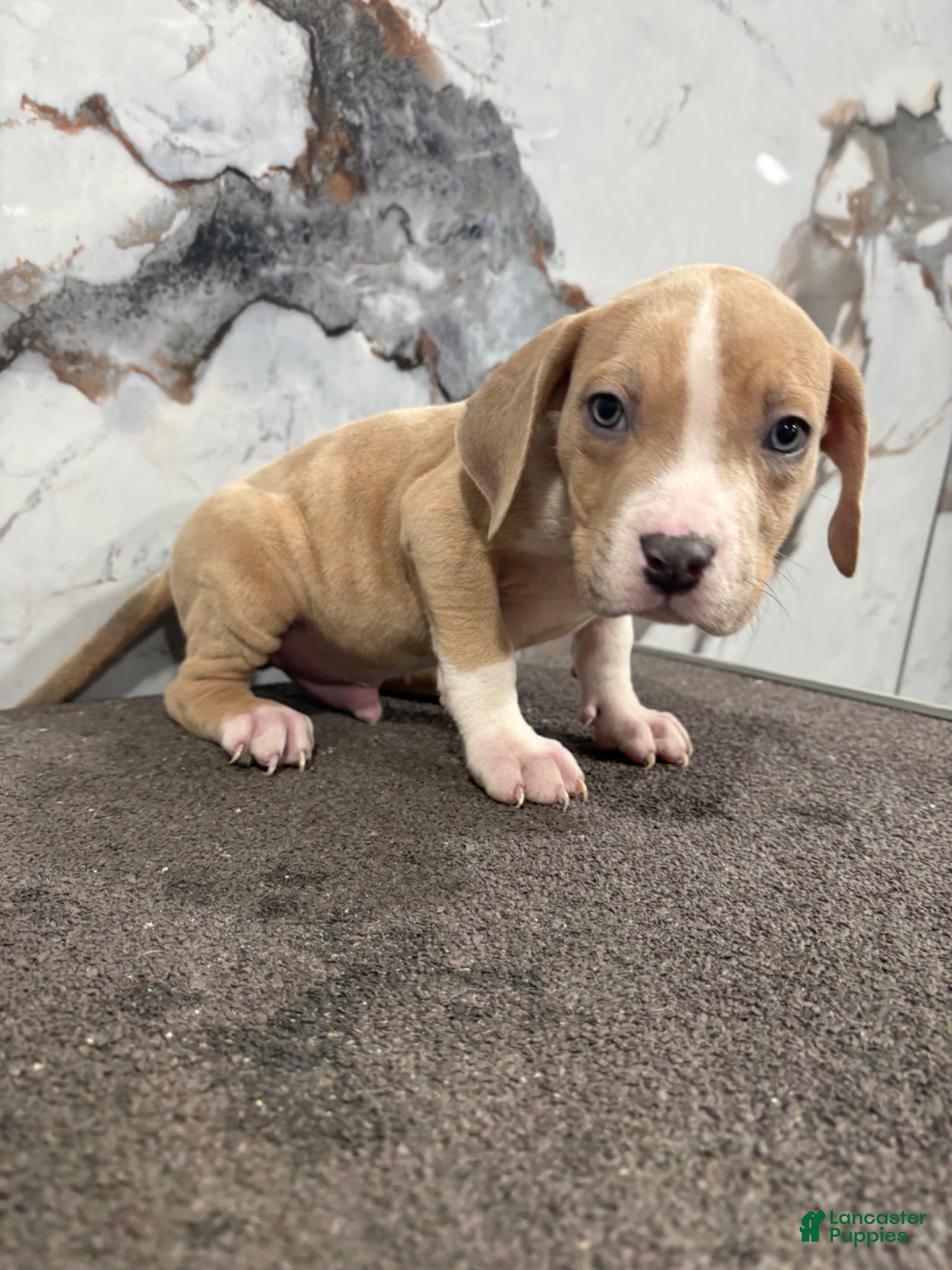 American Bully dogs for sale: Merle marly - Ad 3
