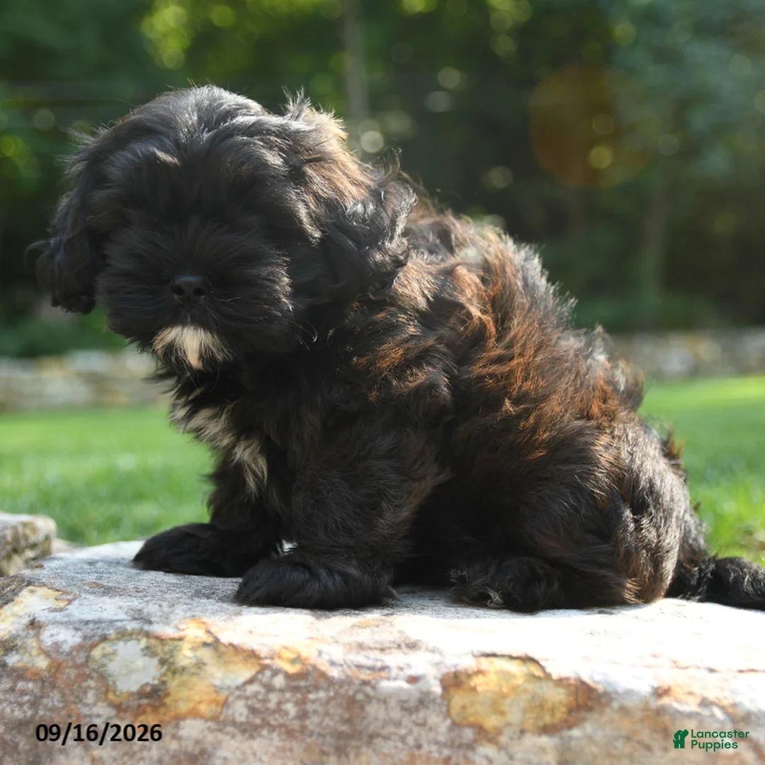 Shihpoo dogs for sale: Arly - Ad 5