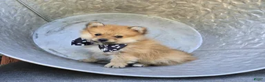 Sparky
